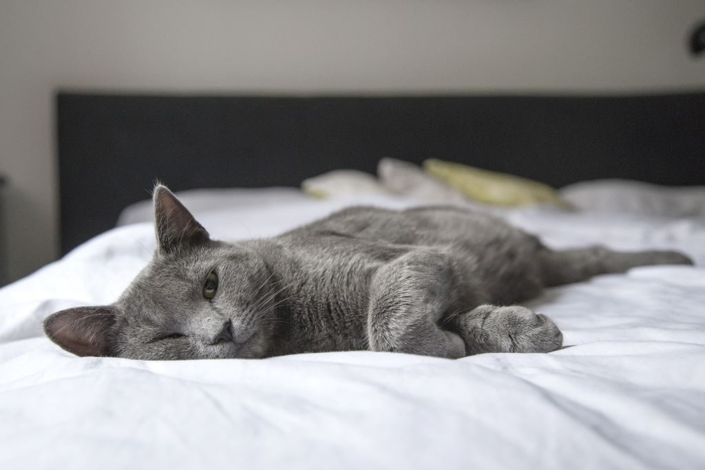 Chat lov&eacute; dans les couvertures d'un lit
