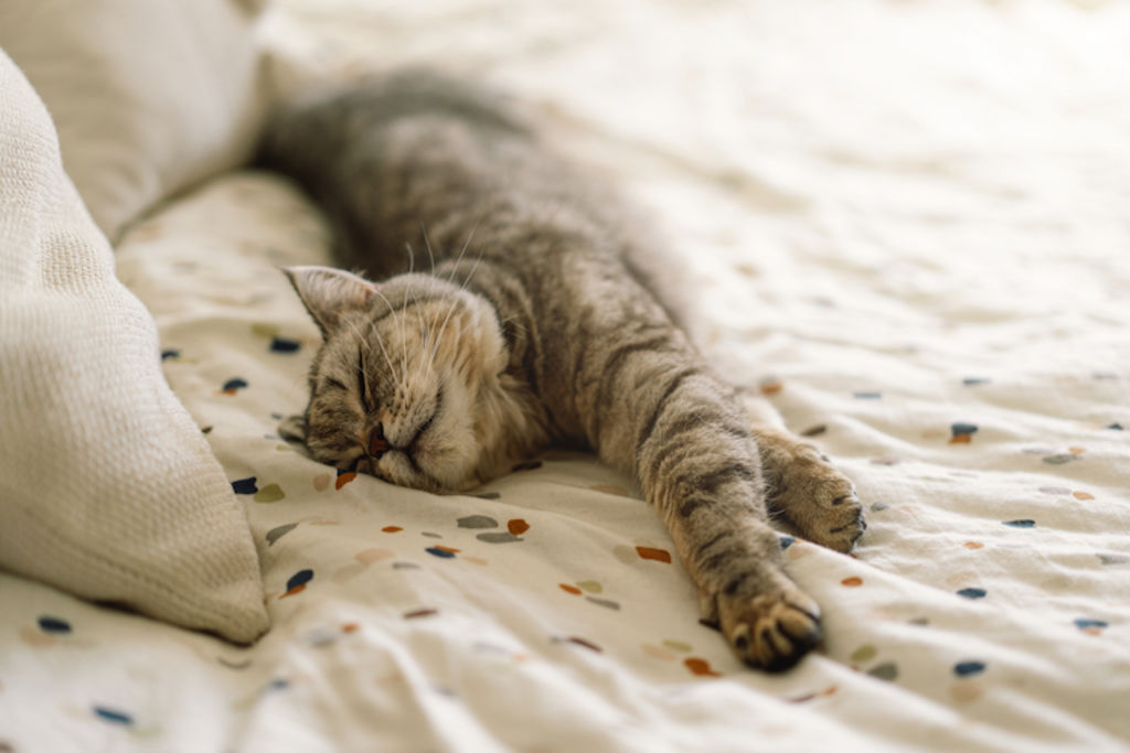 Chat observant la pi&egrave;ce depuis le bord du lit