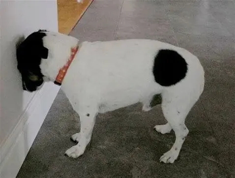 Chien présentant des symptômes neurologiques