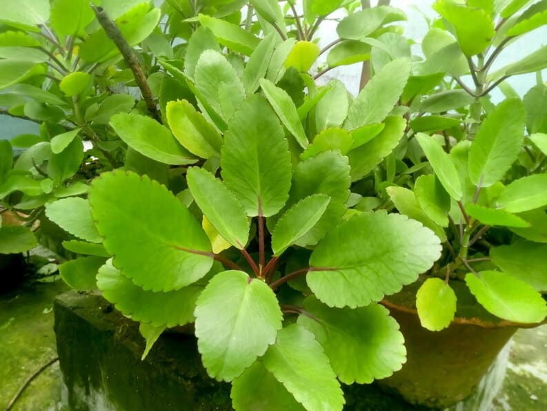 Détail des feuilles de Kalanchoe