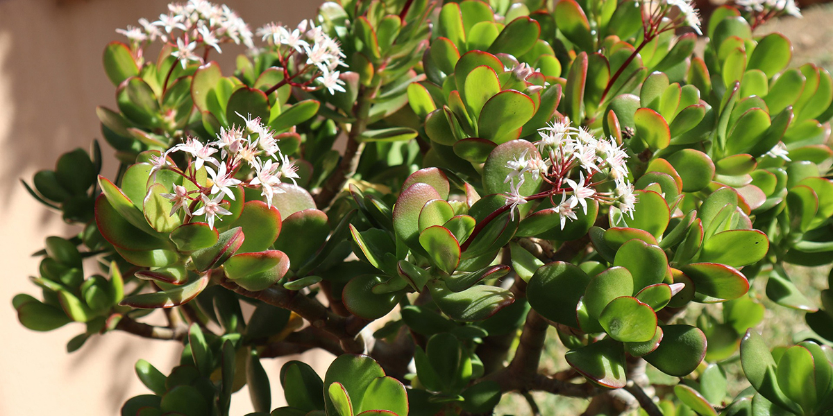 Crassula en pot, facile d'entretien pour les d&eacute;butants