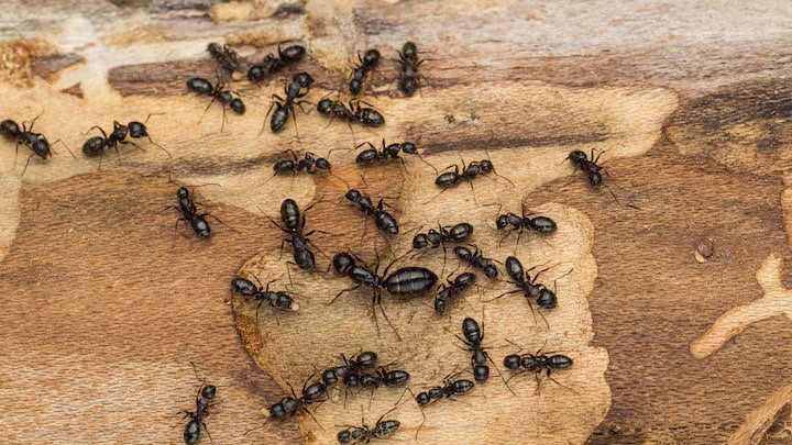 Fourmis charpentières sur du bois