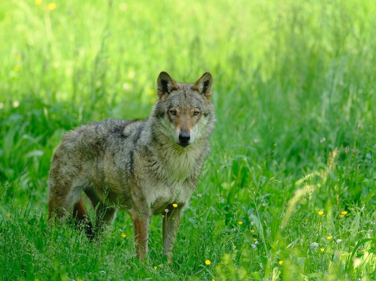 Loup observant depuis la lisière de la forêt