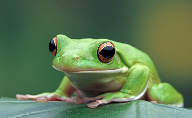 Une grenouille verte posée sur une feuille