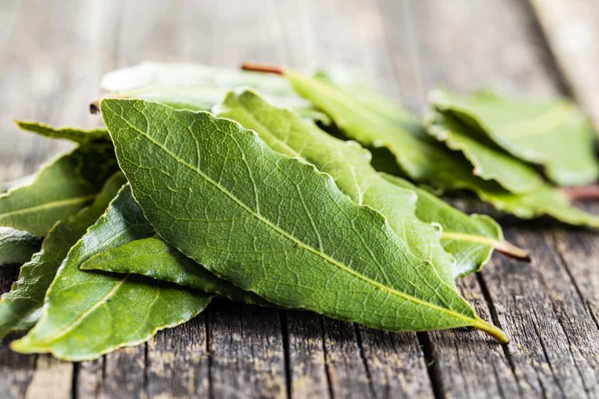 Feuilles de laurier fra&icirc;ches sur une surface en bois