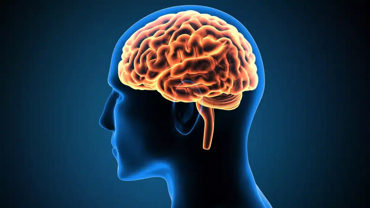 Illustration d'un cerveau en activité