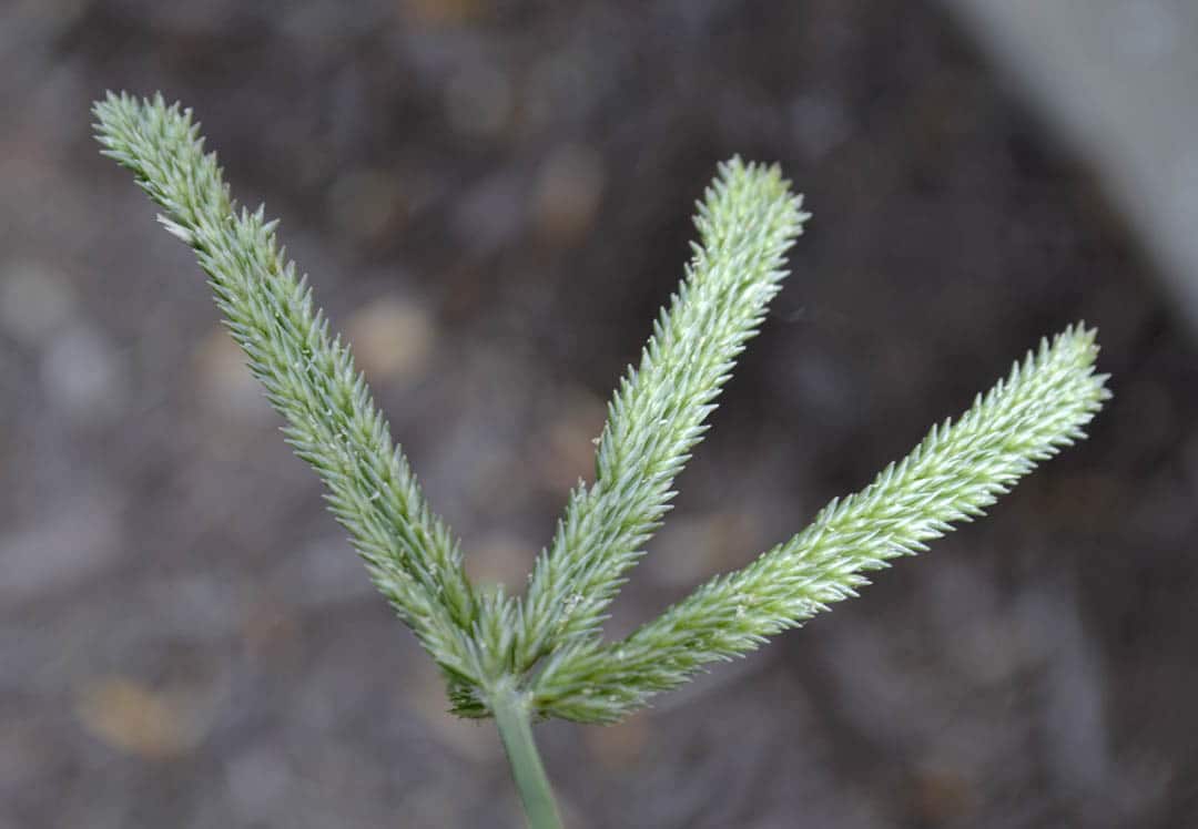 Préparations à base d'herbe à oie