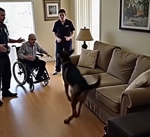 Chien policier Berger Allemand en action