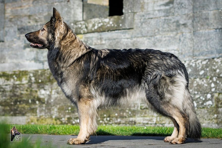 Naya, la chienne, allong&eacute;e et paisible sur le cercueil en bois