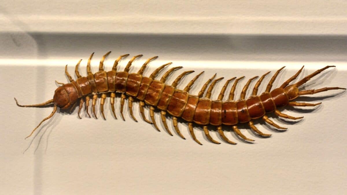 Un mille-pattes se déplaçant le long d'un mur intérieur
