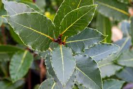 Feuilles de laurier fra&icirc;ches pos&eacute;es sur une surface en bois