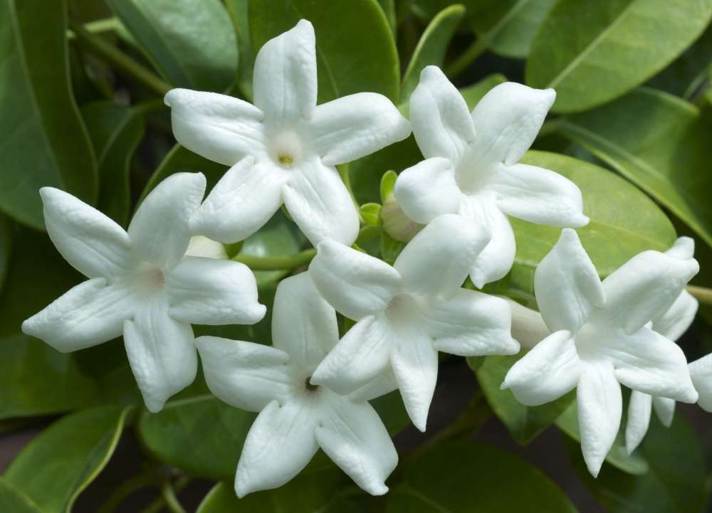 Fleur de jasmin blanc et parfumée