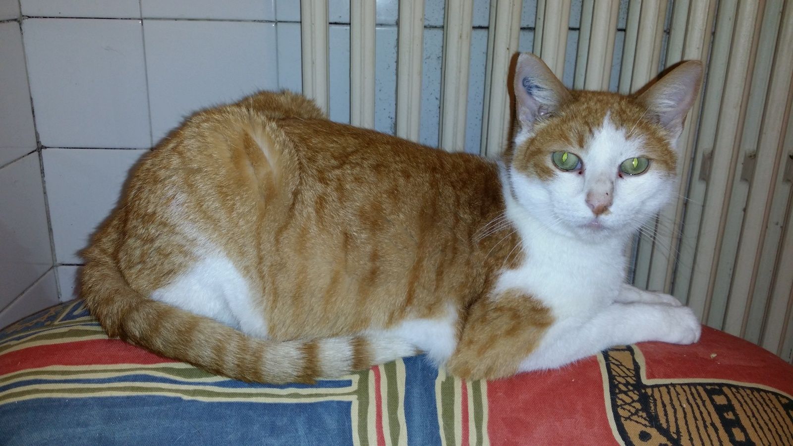 Chat observant avec attention et curiosité