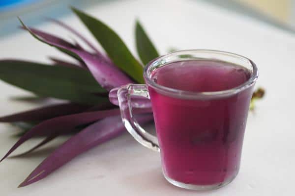 Préparation d'une infusion de Tradescantia