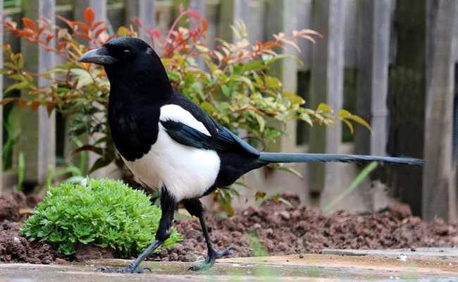 Pie se posant délicatement à l'intérieur d'une habitation