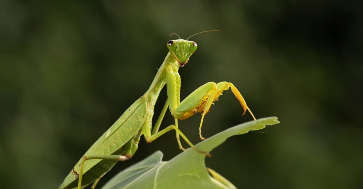 Mante religieuse posée sur une feuille verte