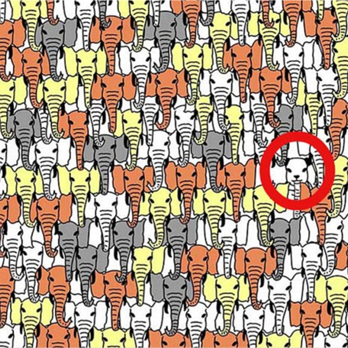 D&eacute;tail de la recherche du panda dans l'image