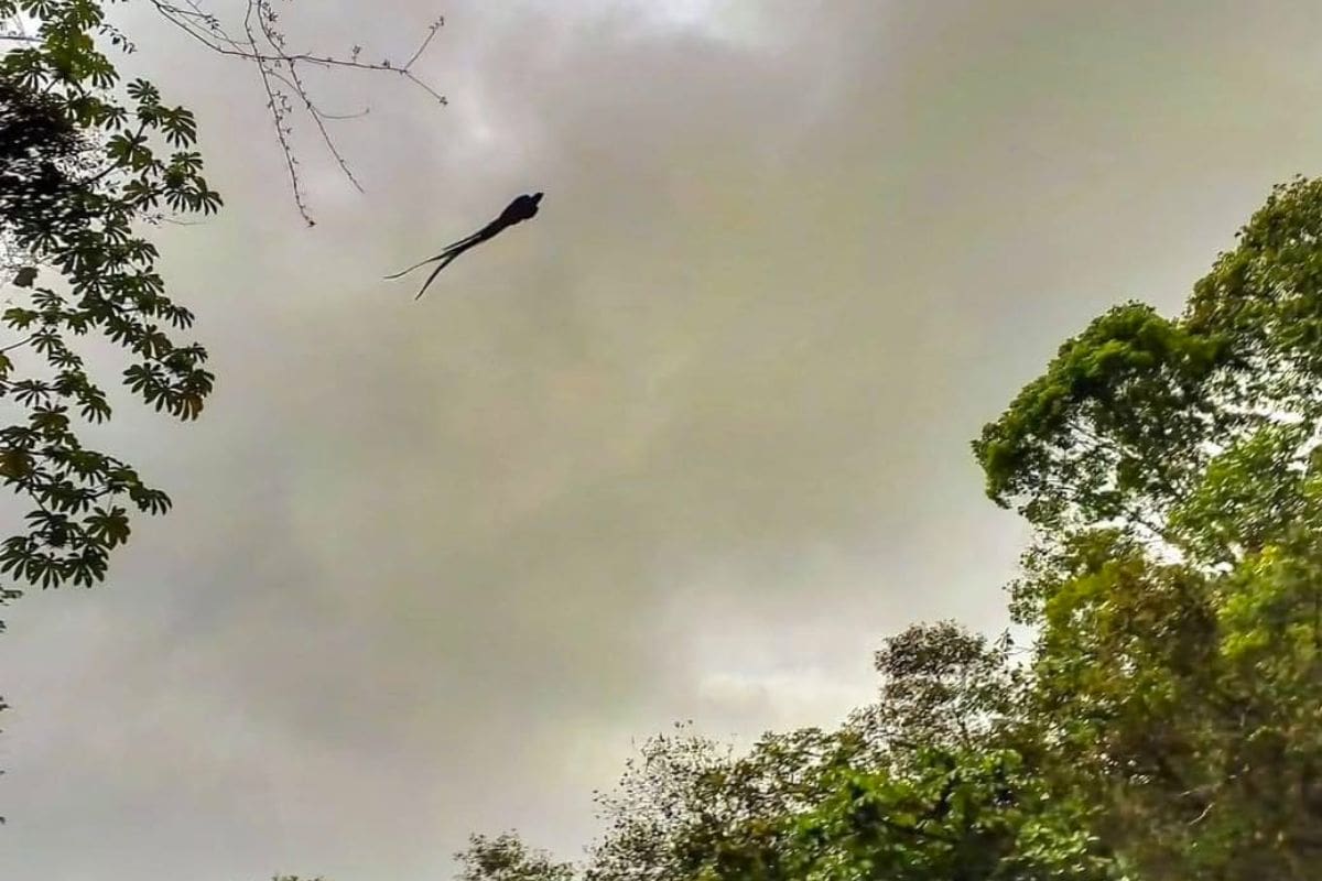 Représentation artistique du quetzal dans la culture mésoaméricaine