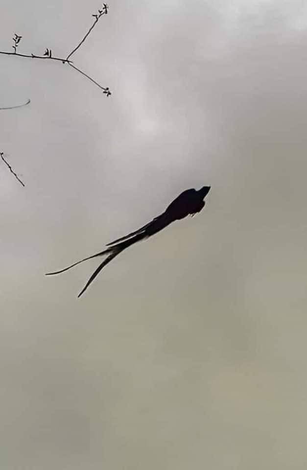 Photographie intrigante d'un quetzal resplendissant perché sur une branche