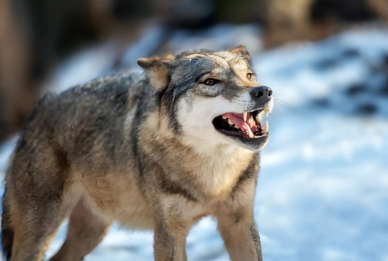 Une meute de loups observant &agrave; distance