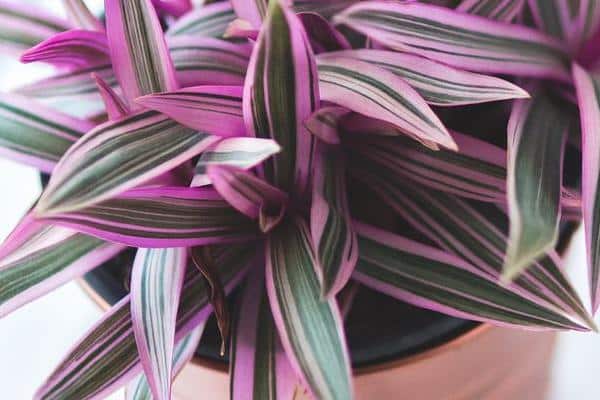 Détail des feuilles violettes de la plante