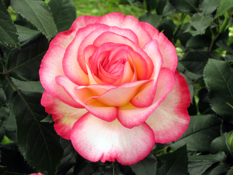 Rose rouge épanouie et voluptueuse