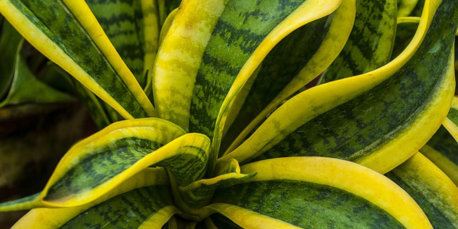 Sansevieria dans un pot, placée près d'une fenêtre avec une lumière douce