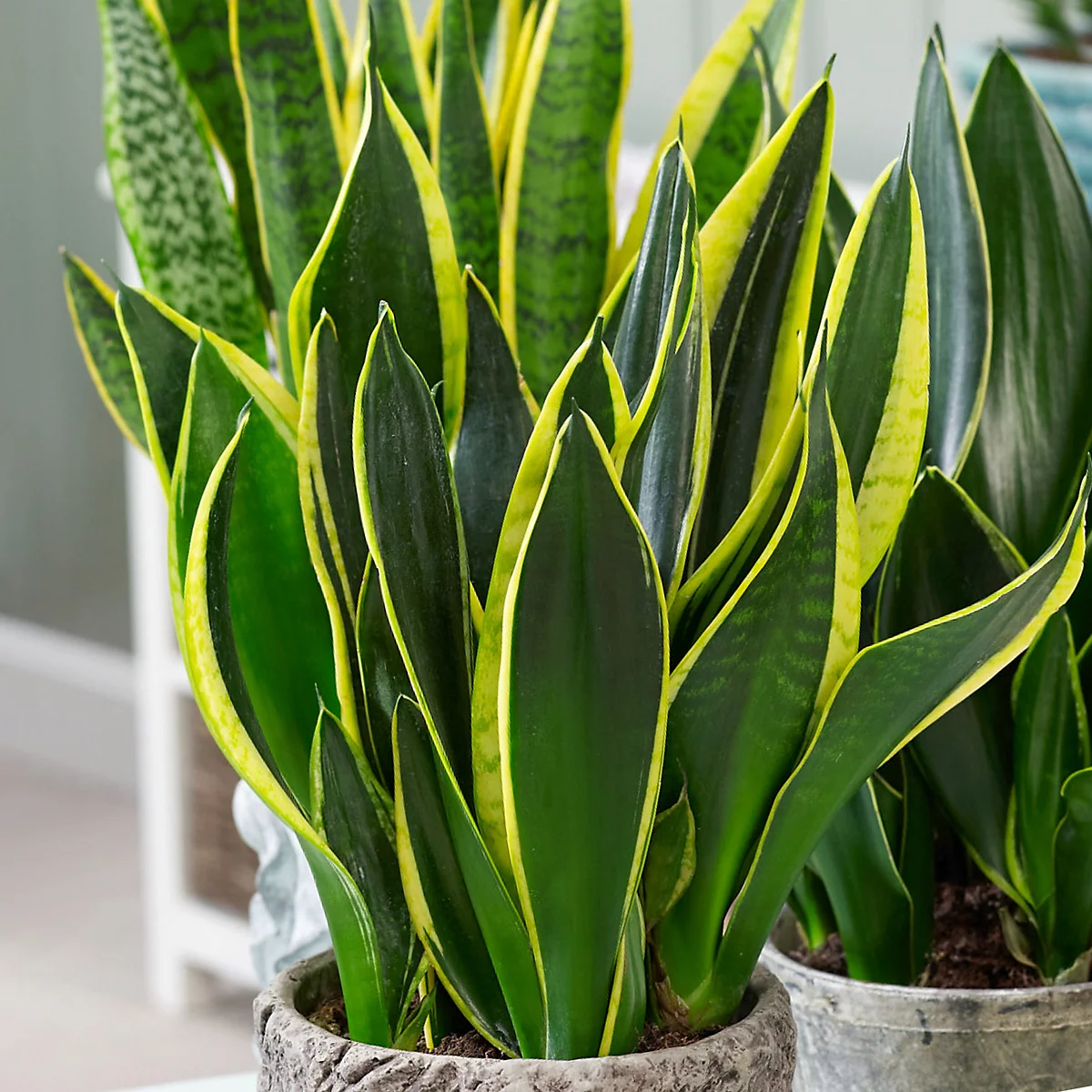 Sansevieria Golden Flame, plante d'intérieur vibrante aux qualités purificatrices d'air
