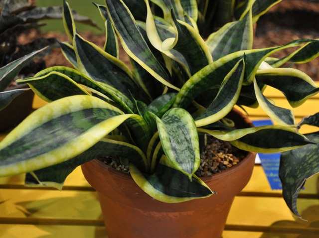 Détail des racines et du terreau d'une Sansevieria lors d'un rempotage