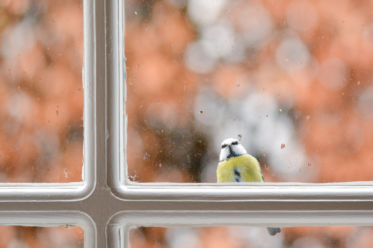Femme souriante observant un oiseau &agrave; sa fen&ecirc;tre avec s&eacute;r&eacute;nit&eacute;
