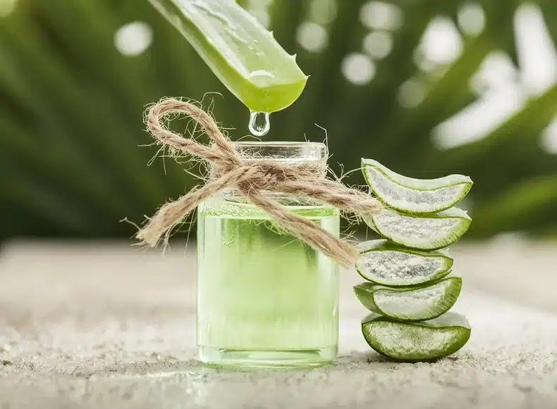 Aloe vera et équilibre métabolique