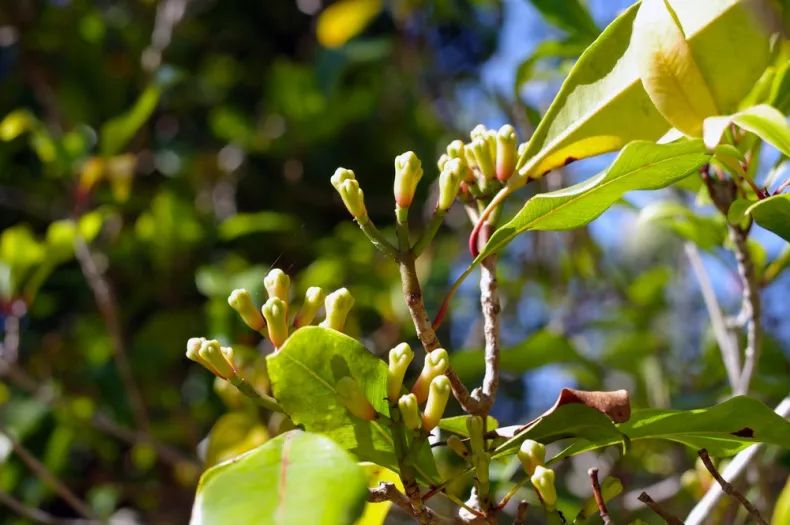 Giroflier mature en pot à l'intérieur d'une maison
