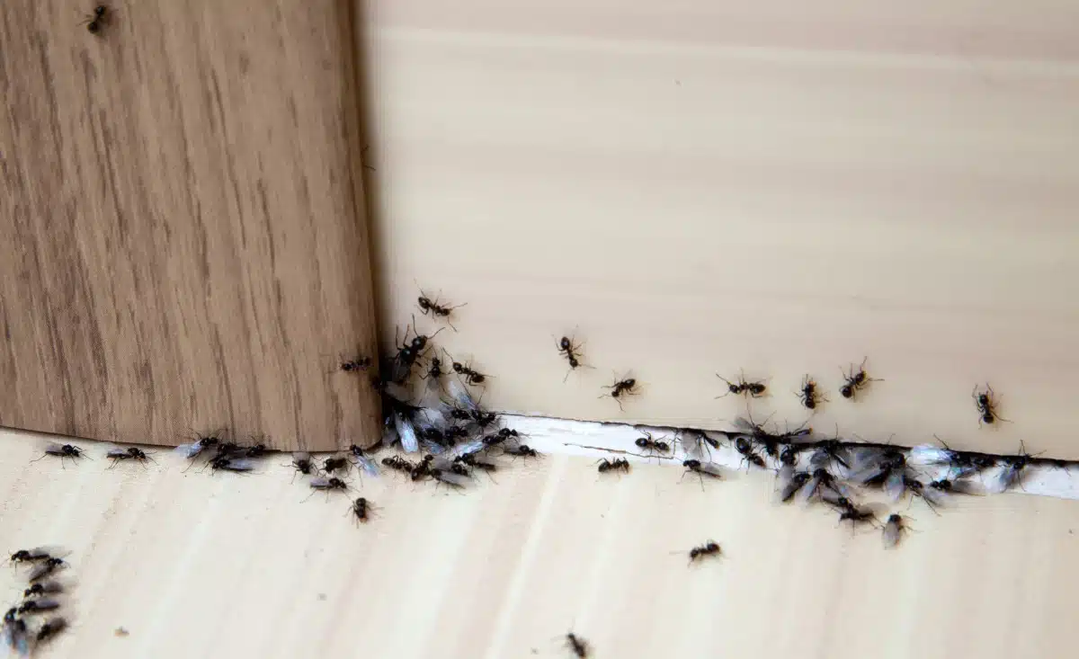 Colonie de fourmis en mouvement