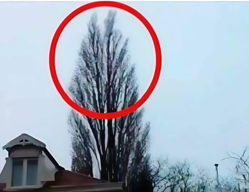 Arbre majestueux dans la brume matinale
