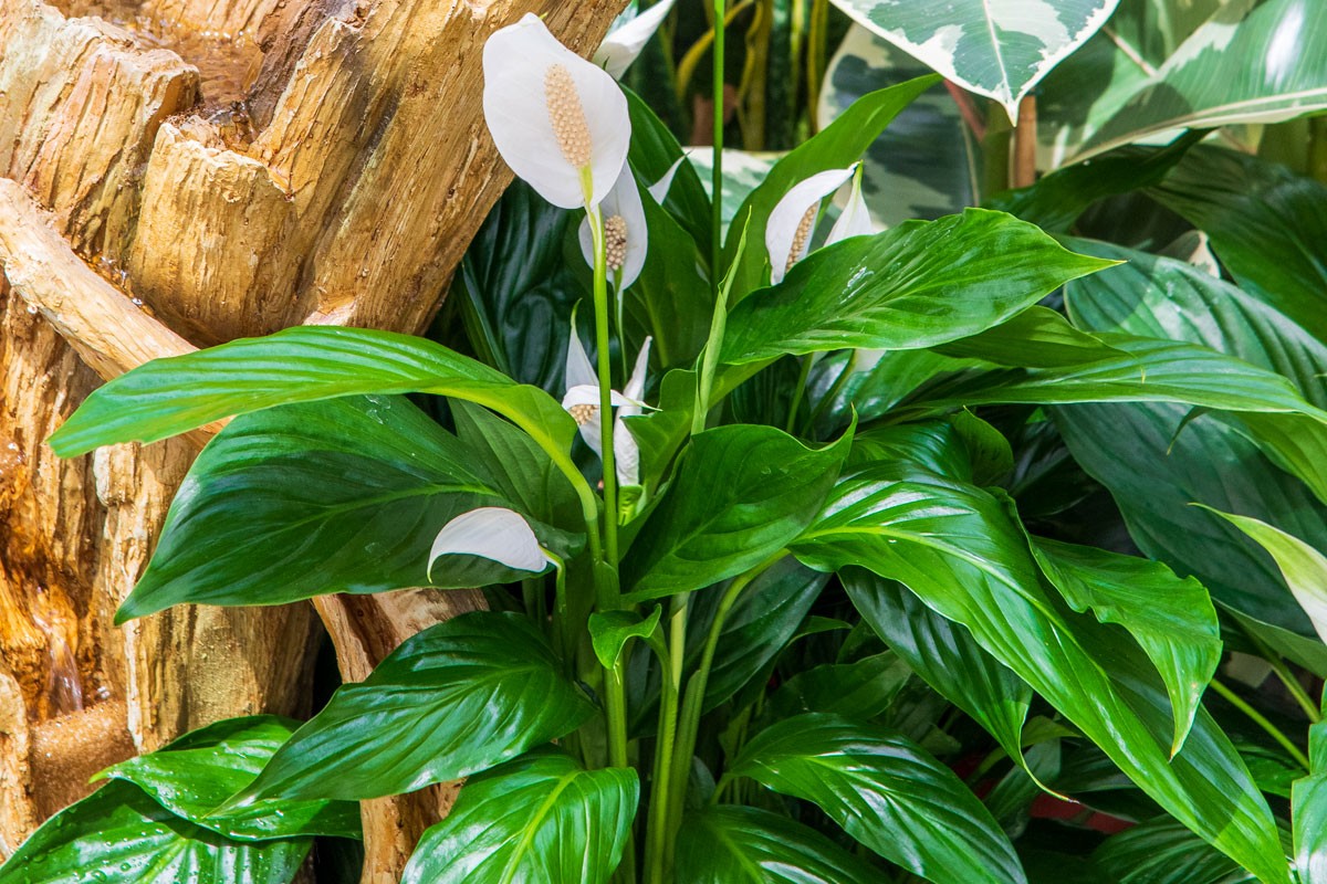 Spathiphyllum ou fleur de lune, aussi appelé lis de la paix, dans un intérieur lumineux