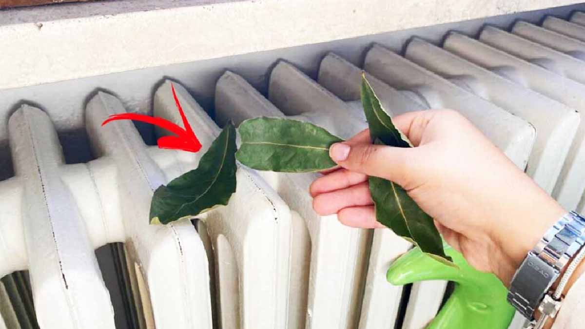 Feuilles de laurier s&eacute;ch&eacute;es dispers&eacute;es sur un radiateur blanc chaud