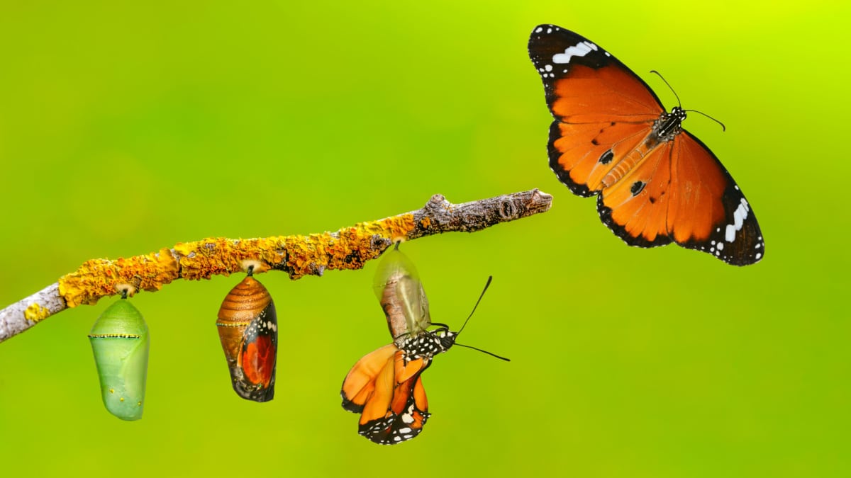 Papillon en plein vol, symbole de métamorphose