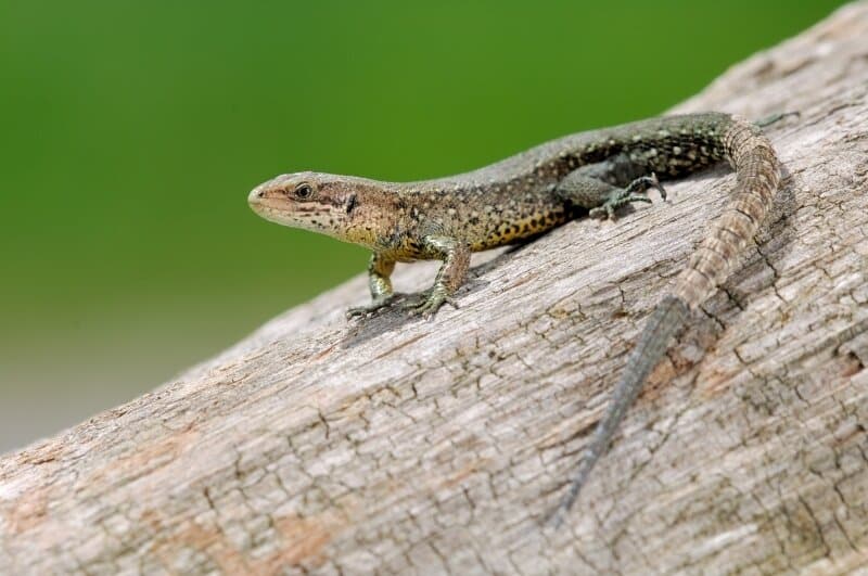 Un lézard se reposant sur une pierre