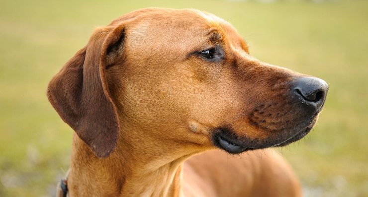 Chien manifestant une inquiétude inhabituelle